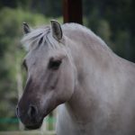 just-another-grey