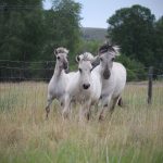 party-of-three