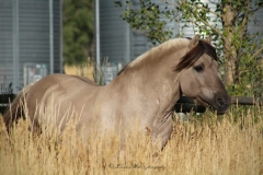 Tall Grass