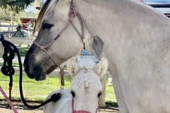 IMG_1904-2