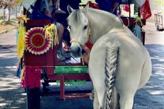 IMG_6845-copy