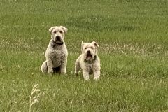 IMG_1761
