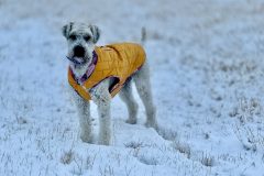 IMG_4651-3