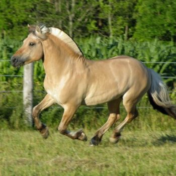 fjord-stallion-canter-field-512x384