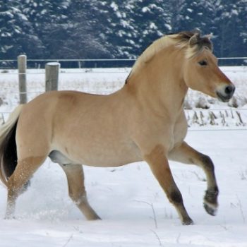 fjord-winter-canter-512x384