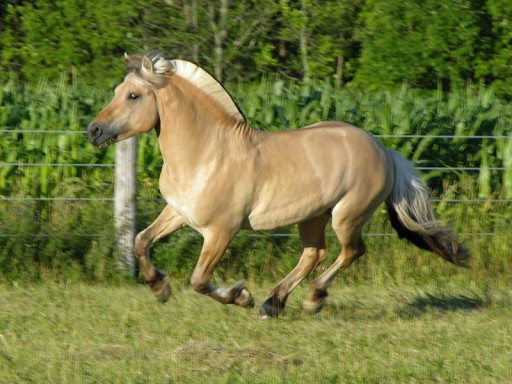 fjord-stallion-canter-field-512x384