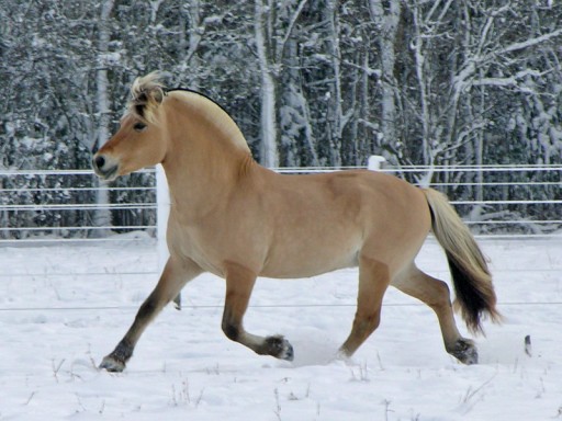 fjord-stallion-trotting-512x384