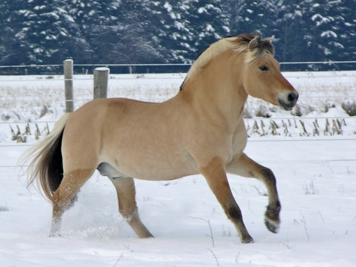 fjord-winter-canter-512x384