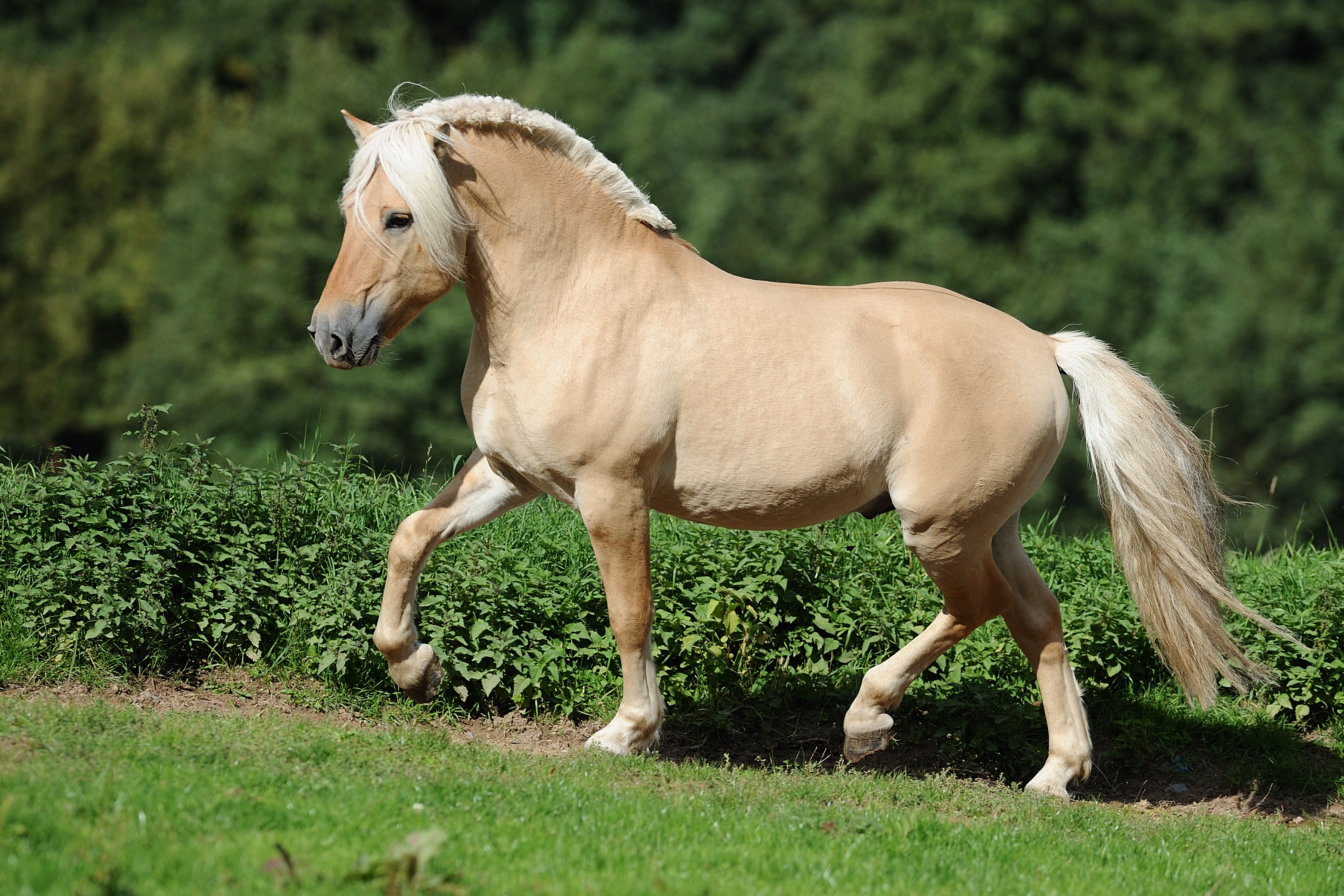 ID 256795 - Nowegian Horse