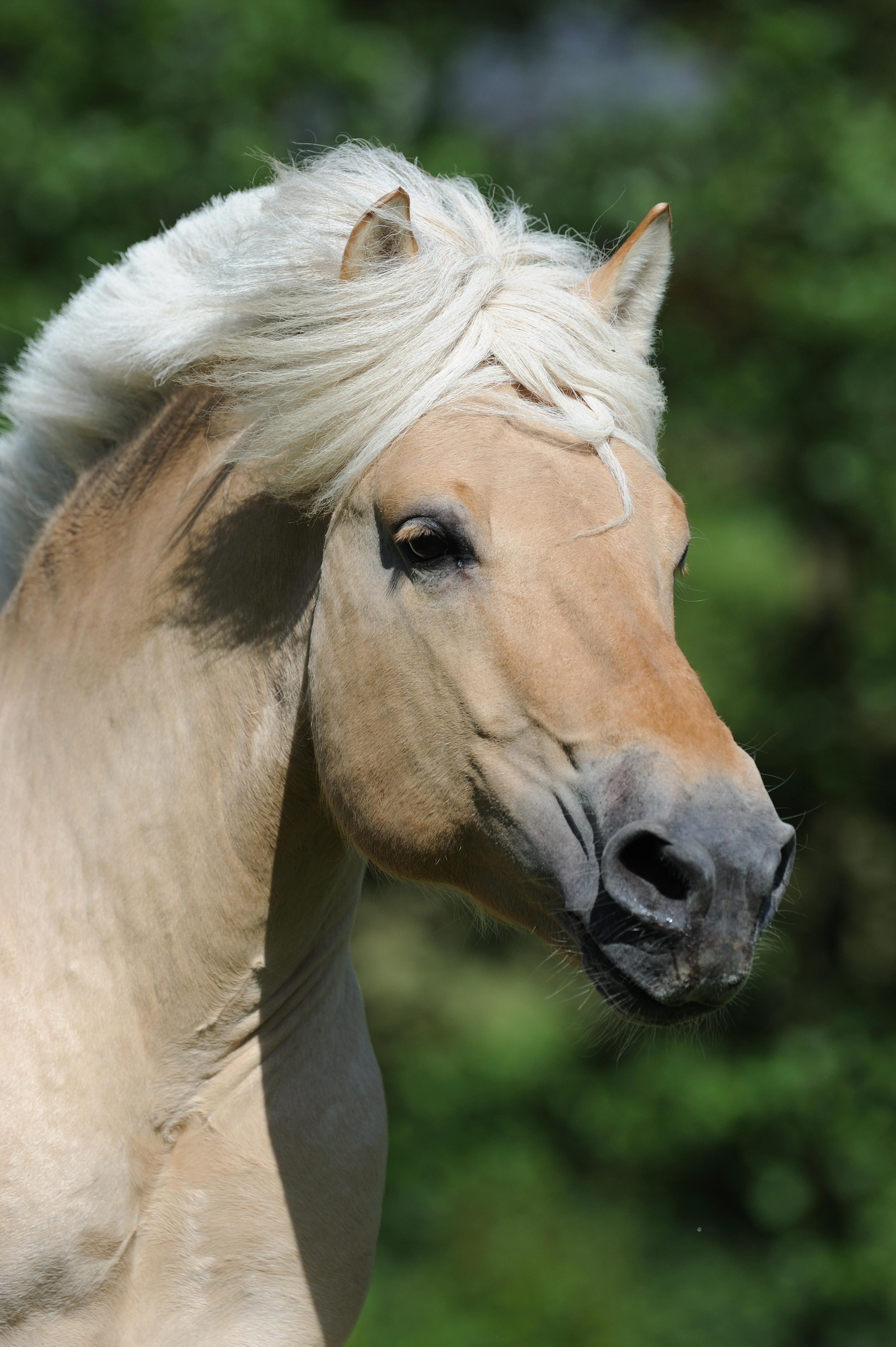 ID 343104 - Nowegian Horse