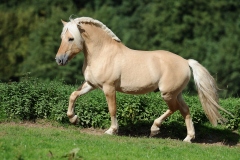 ID 256795 - Nowegian Horse