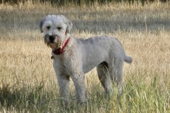 MINOLTA DIGITAL STILL CAMERA