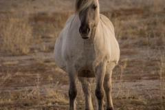Pregnant-Mares-7_resized