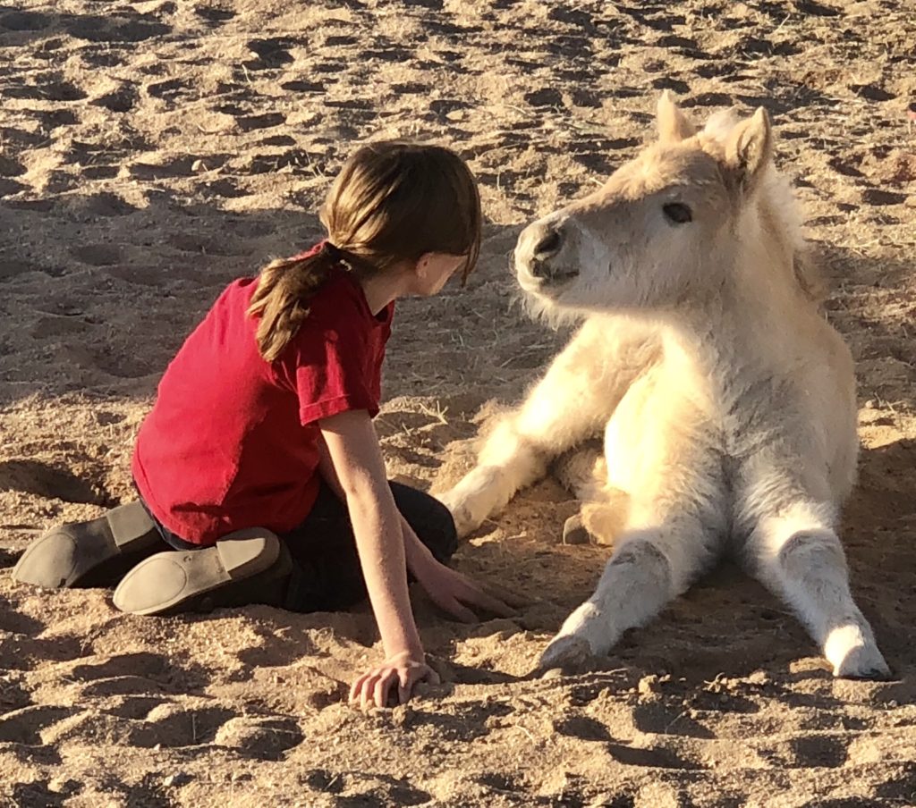 Norwegian Fjord Horses The Absolute Best Horses for Therapy!